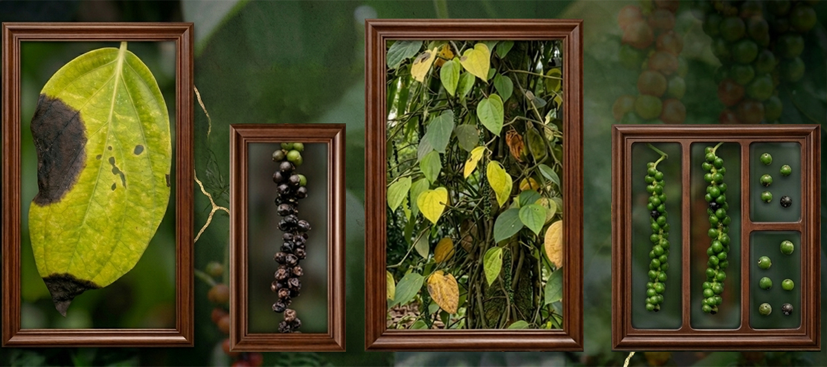Black Pepper Wilt - King of Spices under threat