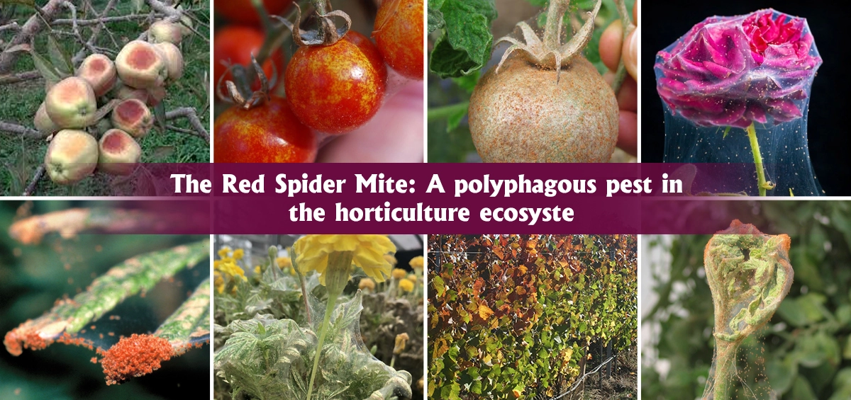 The Red Spider Mite