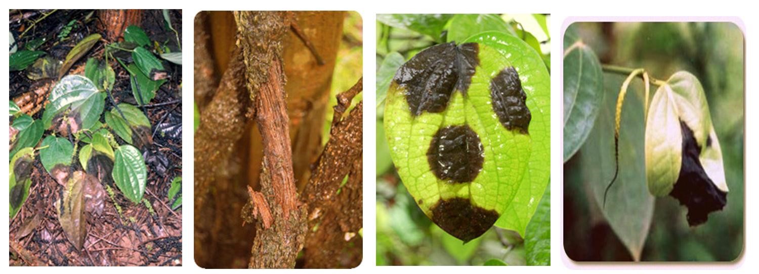 Dark water-soaked spots on pepper leaves