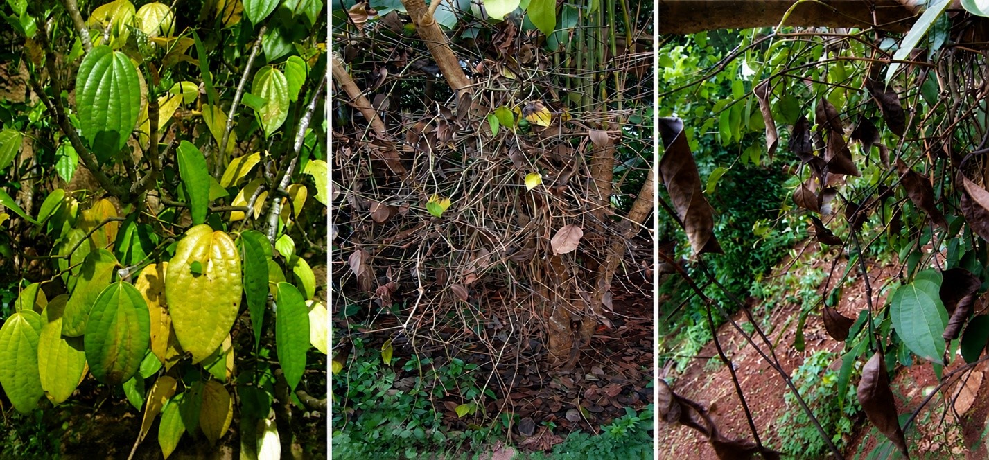 Yellowing of lower leaves - Slow Wilt symptom