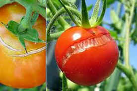Nutrient Deficiencies and Remedies