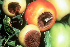 Nutrient Deficiencies and Remedies