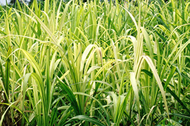 Nutrient Deficiencies and Remedies