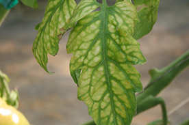 Nutrient Deficiencies and Remedies