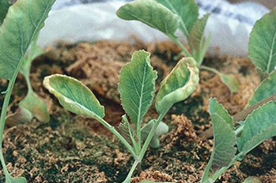 Nutrient Deficiencies and Remedies