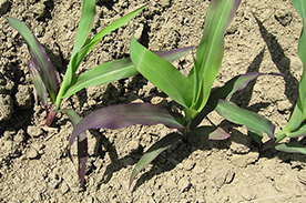 Nutrient Deficiencies and Remedies