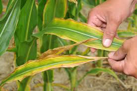 Nutrient Deficiencies and Remedies