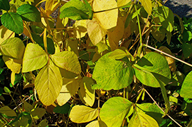 Nutrient Deficiencies and Remedies