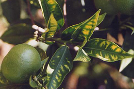Nutrient Deficiencies and Remedies