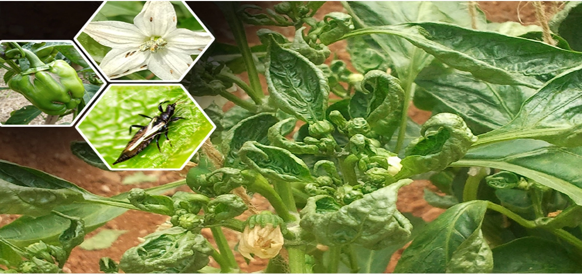 Black thrips