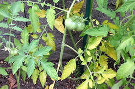 Nutrient Deficiencies and Remedies